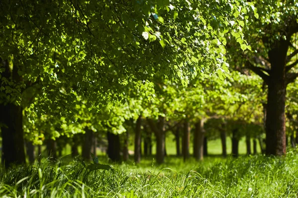 Parque Primavera Con Árboles Bonitos Día Soleado —  Fotos de Stock