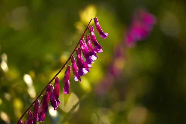 Belles Fleurs Violettes Sur Champ Printemps — Photo