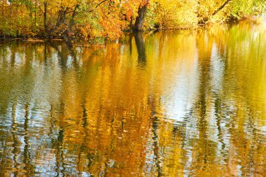 göl yüzeyine yansıyan güzel sonbahar parkının pitoresk görünümü 