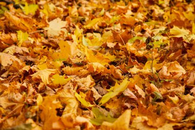 park zeminüzerinde kuru turuncu sonbahar yaprakları