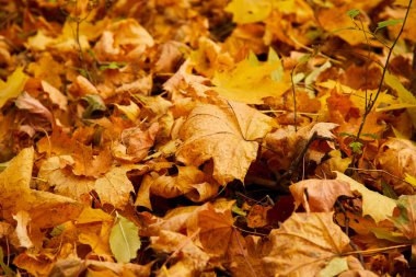 park zeminüzerinde kuru turuncu sonbahar yaprakları