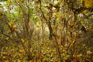 güzel sonbahar parkı pitoresk görünümü