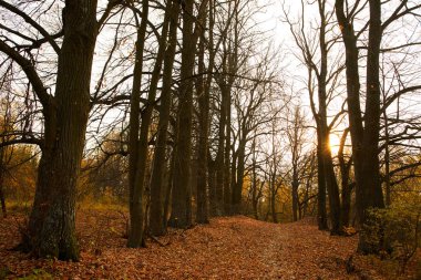 güzel sonbahar parkı pitoresk görünümü