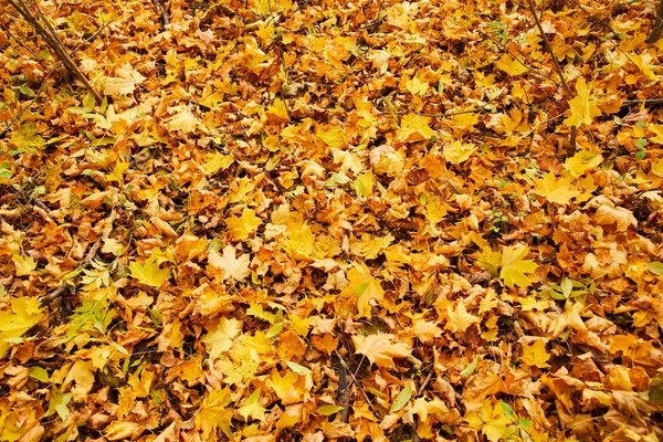 Folhas Outono Laranja Secas Chão Parque — Fotografia de Stock