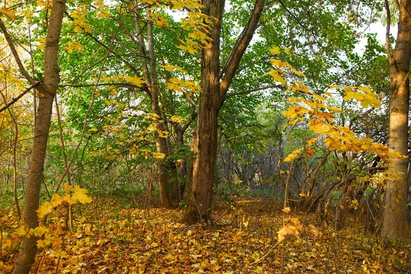Malebný Výhled Pěkný Podzimní Park — Stock fotografie