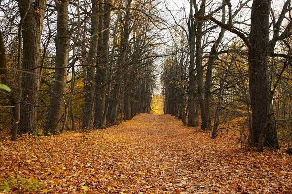 Vista Pittoresca Bel Parco Autunnale — Foto Stock