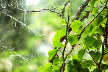 güneşli bir günde yeşil yaprakları ve örümcek ağı ile dalları 