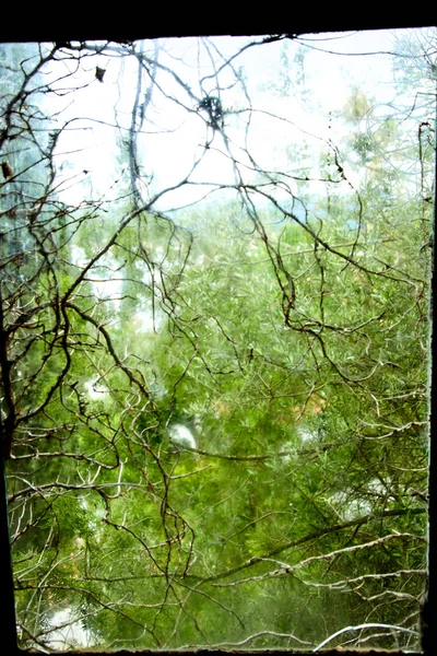 Zweige Mit Grünen Blättern Und Spinnweben Sonnigen Tagen — Stockfoto