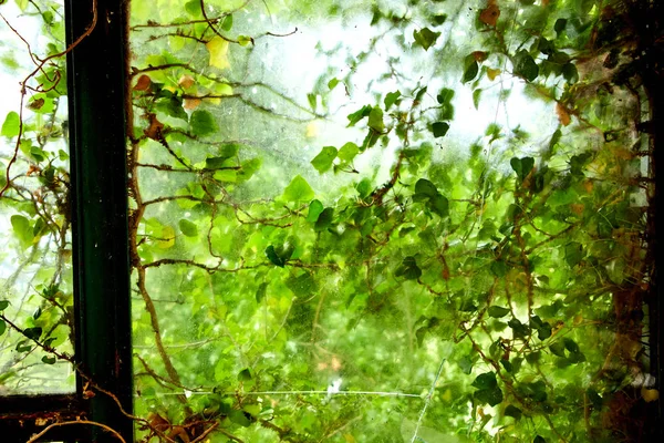 Ветви Зелеными Листьями Паутиной Солнечный День — стоковое фото