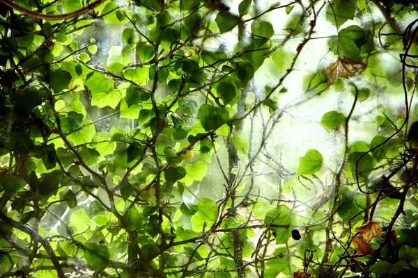 Větve Zelenými Listy Pavelkami Slunečného Dne — Stock fotografie