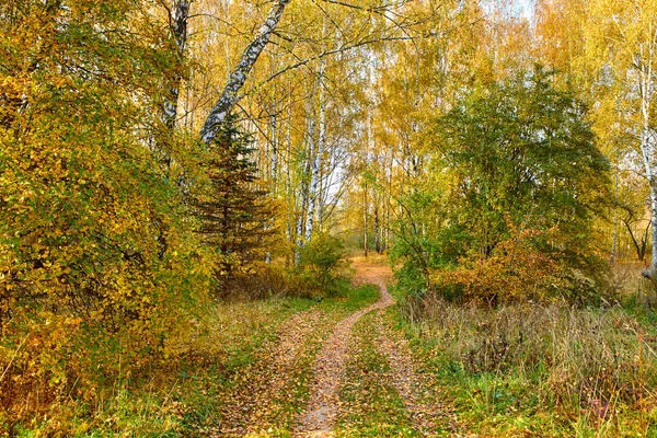 Pintoresca Vista Del Hermoso Parque Otoño —  Fotos de Stock