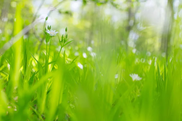 Sommar Fält Med Vita Blommor Sunny Day — Stockfoto