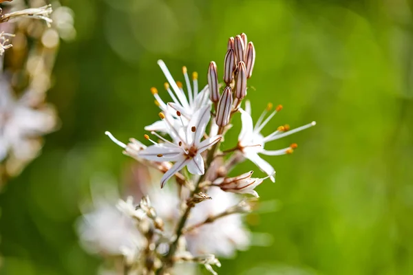 Sommerwiese Mit Blumen Sonnigem Sommertag — Stockfoto