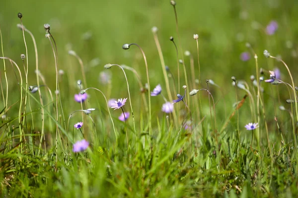 Prairie Été Avec Des Fleurs Soleil Journée Été — Photo