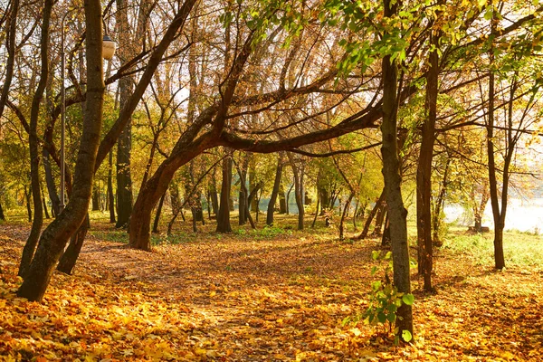 Malebný Pohled Nádherný Podzimní Park — Stock fotografie