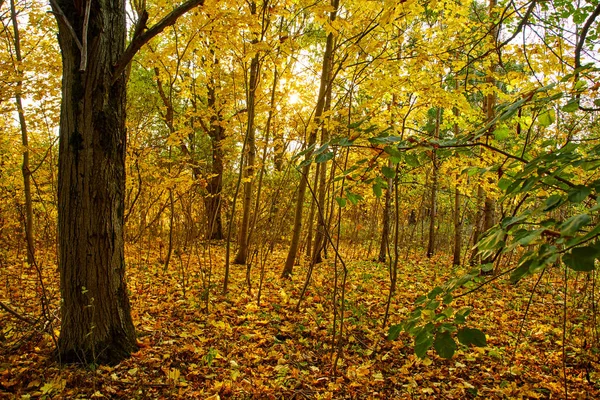 Malebný Pohled Nádherný Podzimní Park — Stock fotografie