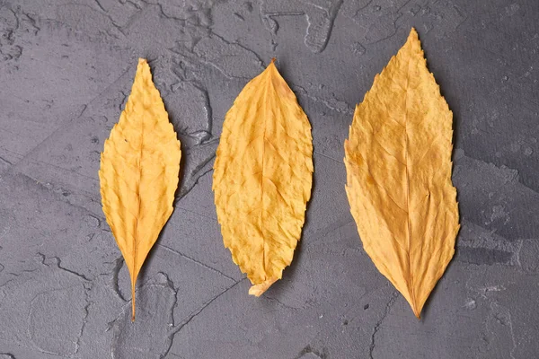 Hojas Otoño Sobre Fondo Gris Primer Plano —  Fotos de Stock