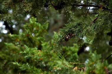 çilek ile yeşil ladin ağacı dalları 