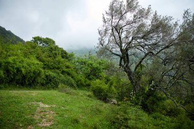 Karadağ güzel yaz parkı pitoresk görünümü