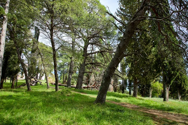 Picturesque View Beautiful Summer Park Montenegro Stock Photo