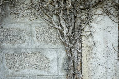 Eski duvarda bitkinin gri dallar Kuru