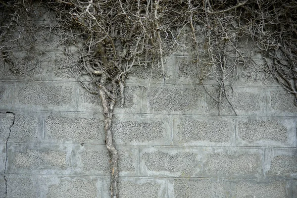 Dry Grey Branches Plant Old Wall — Stock Photo, Image