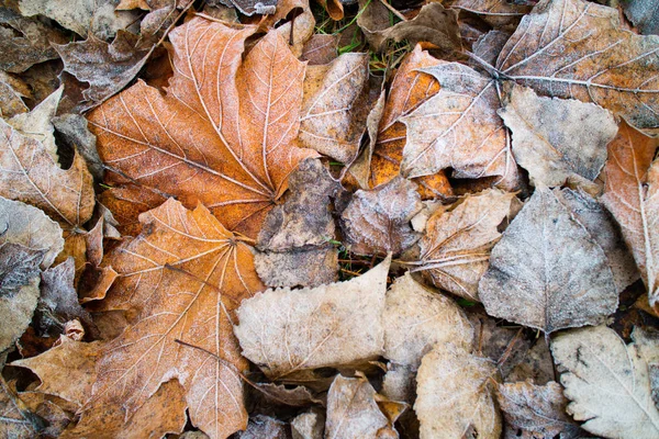 Hojas Otoño Cubiertas Escarcha Cerca —  Fotos de Stock