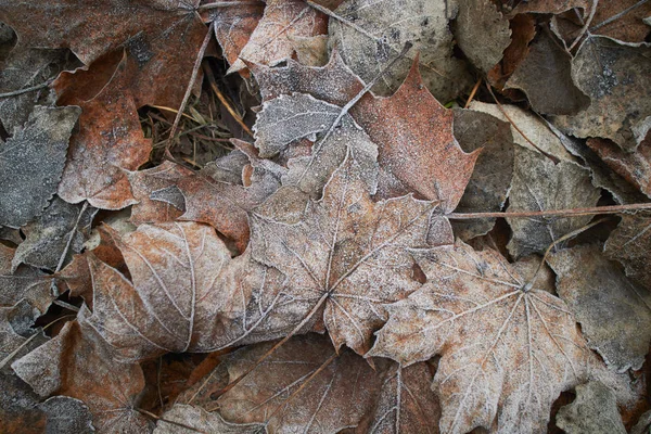 Folhas Outono Cobertas Com Geada Close — Fotografia de Stock