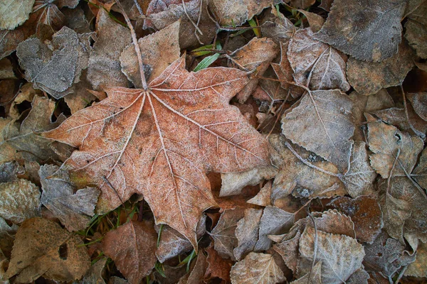 Podzim Listy Pokryté Jinovatka Blízko Nahoru — Stock fotografie