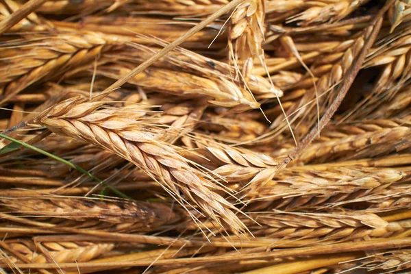 Pile Dry Yellow Ears Wheat Close — Stock Photo, Image