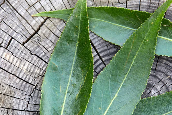 Green Leaves Old Wooden Background — Stock Photo, Image