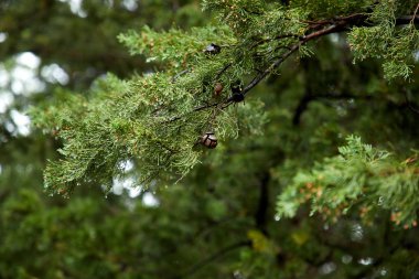 çilek ile yeşil ladin ağacı dalı