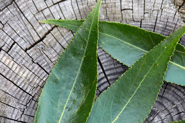 Green Leaves Old Wooden Texture — Stock Photo, Image