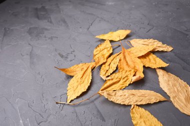 gri arka plan üzerinde düşmüş sonbahar yaprakları, yakın çekim 