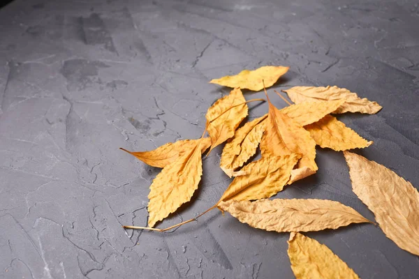 gri arka plan üzerinde düşmüş sonbahar yaprakları, yakın çekim 