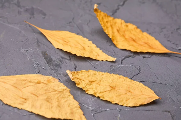 gri arka plan üzerinde düşmüş sonbahar yaprakları, yakın çekim 