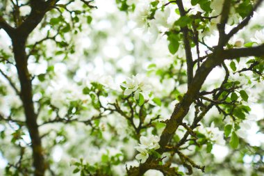 elma ağacı dalları doğal zemin, Bahar kavramı üzerine çiçekli 