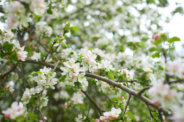 Blommande Apple Trädgrenar Naturlig Bakgrund Våren Koncept — Stockfoto