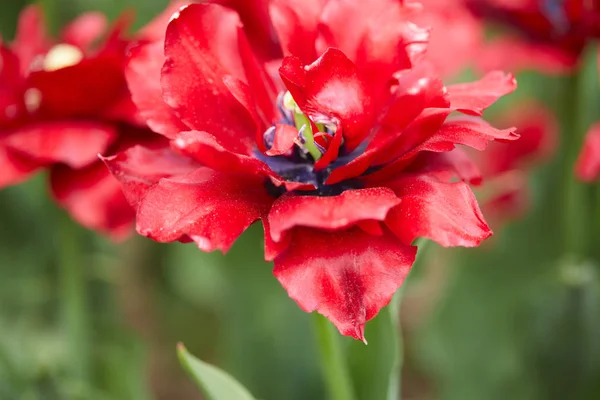 Όμορφες Κόκκινες Τουλίπες Στον Κήπο Την Ηλιόλουστη Μέρα — Φωτογραφία Αρχείου