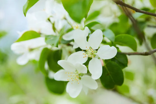 Flowering Apple Tree Branch Natural Background Spring Concept — Stock Photo, Image