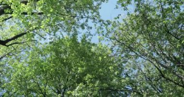 Güneşli yaz gününde ormanın resimli manzarası