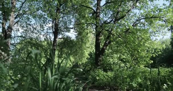 Malowniczy Widok Las Letni Słoneczny Dzień — Wideo stockowe