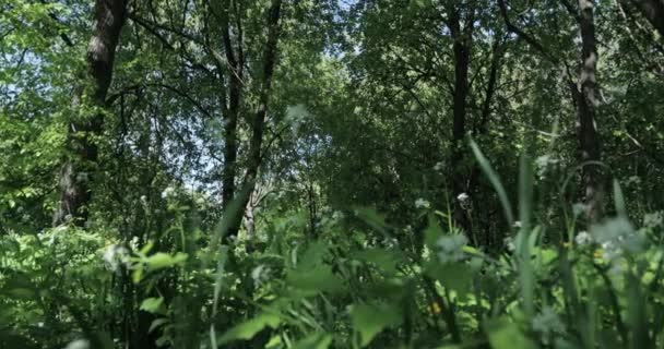 Malerischer Blick Auf Den Wald Einem Sonnigen Sommertag — Stockvideo