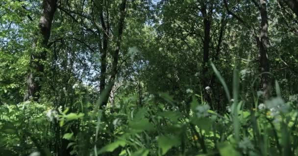 Vue Pittoresque Forêt Journée Ensoleillée Été — Video