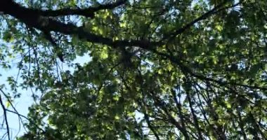 Güneşli yaz gününde ormanın resimli manzarası