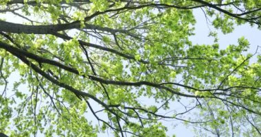 Güneşli yaz gününde ormanın resimli manzarası