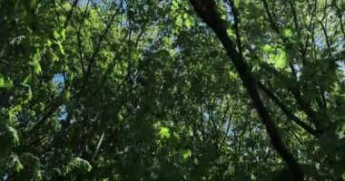 Güneşli yaz gününde ormanın resimli manzarası