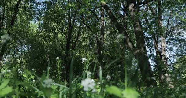 Vue Pittoresque Forêt Journée Ensoleillée Été — Video