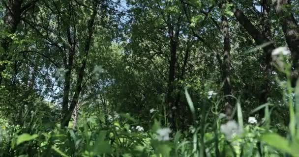 夏の晴れた日の森の絵のような景色 — ストック動画
