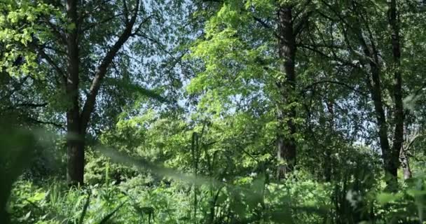 Malebný Výhled Les Létě Slunečný Den — Stock video